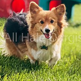 Maggie - Pembroke Welsh Corgi
