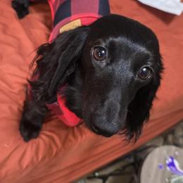Loki - Dachshund