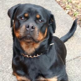 Rottweiler All Grown Up from Scottline kennelz