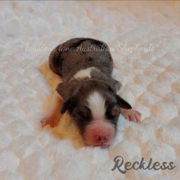 Reckless - Blue merle male Miniature Australian Shepherd puppy in Muskogee, Oklahoma from Tagalong Lane Australian shepherds