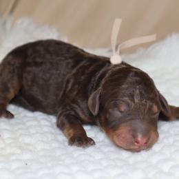 Rigel - Phantom male Goldendoodle puppy in Palmetto Bay, Florida from SOMIDOODLES