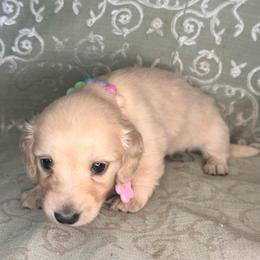 Belle - Cream female Dachshund puppy in Lexington, Oklahoma from BooneDox Miniature Dachshunds