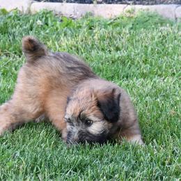 Skittles - Wheaten female Soft Coated Wheaten Terrier puppy in Kirksville, Missouri from BellSharps Australian Shepherds