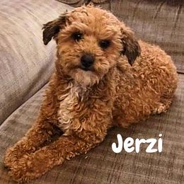 Jerzee - Poodle