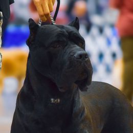 Chaika - Cane Corso