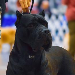 Chaika - Cane Corso