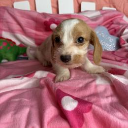 George - Piebald male Dachshund puppy in Lake City, Florida from My Ditzy Doxies of Florida