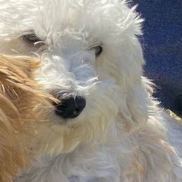 Denver - Maltipoo