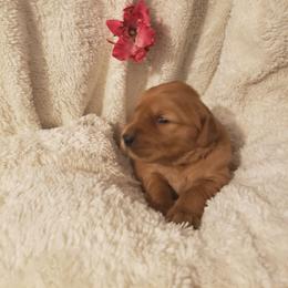 Dolly - Dark golden female Golden Retriever puppy in Skull Valley, Arizona from TC's Golden Ranch