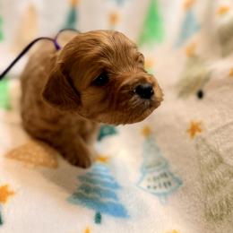 Sugar Plum - Apricot female Cavapoo puppy in Preston, Idaho from Shaffer Top Notch Puppies