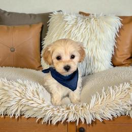 Everest - Cream male Maltipoo puppy in St. George, Utah from Winchester Hills Poodles and Doodles