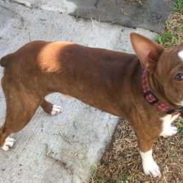 Boston Terrier and Rottweiler Puppies from Ronnie Dreher's Boston Terriers