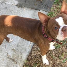 Boston Terrier and Rottweiler Puppies from Ronnie Dreher's Boston Terriers