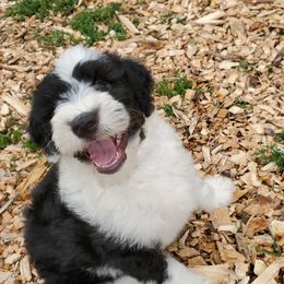 Pomeranian and Sheepadoodle Puppies from Fluffy Wonders Poms and Doodles