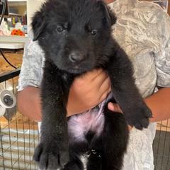Dk Green - Black male German Shepherd puppy in Puyallup, Washington from Majestic Royal German Shepherd’s