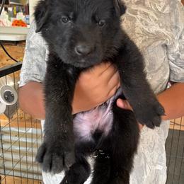 Dk Green - Black male German Shepherd puppy in Puyallup, Washington from Majestic Royal German Shepherd’s