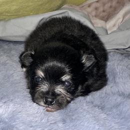 Tigger - Black and tan male Pomeranian puppy in Wagner, South Dakota from Lisas Pomeranians