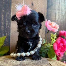 Sweet Raven - Black and tan female Yorkshire Terrier puppy in Howe, Oklahoma from Ray Holder