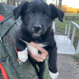Pixal - Black & white female Australian Shepherd puppy in Lewisburg, Tennessee from Hawkins Working Australian Shepherds