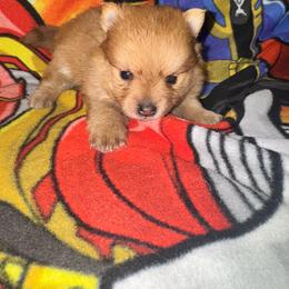 Luma - Red female Pomeranian puppy in Knoxville, Tennessee from Thea's Puppies