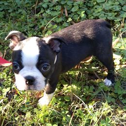 Boston Terriers from Bando's Bostons