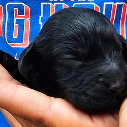Anchor - Black male Cockapoo puppy in Indiahoma, Oklahoma from Phamily Doodles