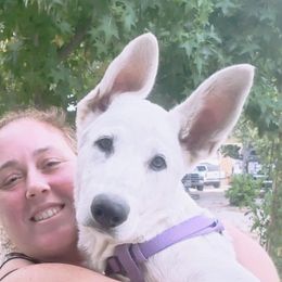 Chevelle - German Shepherd