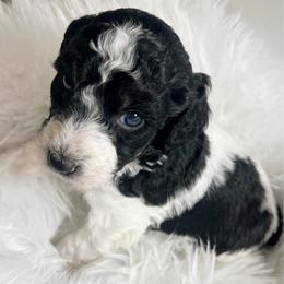 Snickers black white phantom - Black and white male Aussiedoodle puppy in Clarkston, Washington from Doodle & Poodle Palace