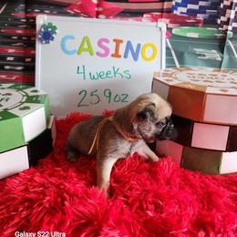 Casino - Fawn male Pug puppy in Tucson, Arizona from Cactus Pugs & Hugs