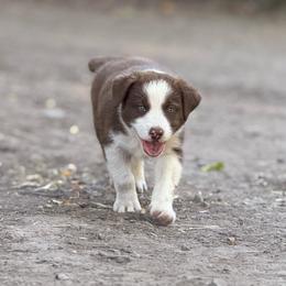 Lizzie - White and red female Border Collie puppy in North Lakeport, California from Wild Rose Ranch