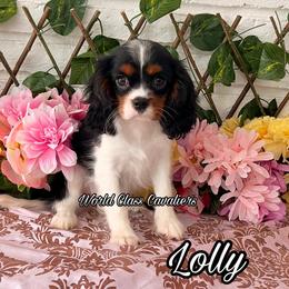 Lolly - Tri-color female Cavalier King Charles Spaniel puppy in Hollywood, Florida from World Class Cavaliers