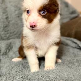 Lyra - Red merle female Australian Shepherd puppy in Athens, Texas from Ricochet Corgis
