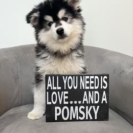 Kevin - Black and white male Pomsky puppy in Henderson, Kentucky from Paris Pomskies