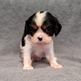 Gabriel - Tri-color male Cavalier King Charles Spaniel puppy in Cresthill, Illinois from KonopkaKennelsLLC