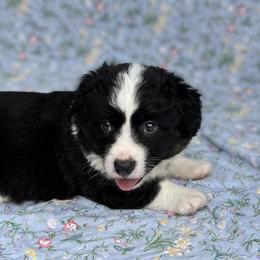 Ace-fluffy - Black and white male Cardigan Welsh Corgi puppy in Hope, Arkansas from Foxy Knoll Farm