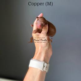 Copper - Red  male Poodle puppy in Queen Creek, Arizona from Poised Poodles