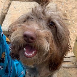 Violet - Chocolate and tan female Dachshund puppy in Winamac, Indiana from WZ Kennels