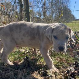Great Dane Puppies from Sand Mountain Danes LLC