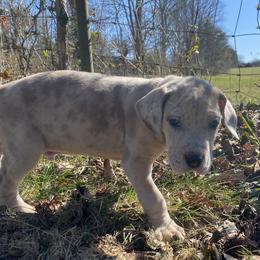 Great Dane Puppies from Sand Mountain Danes LLC