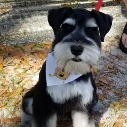 Miniature Schnauzers from Whitts Black Pearl Miniature Schnauzers