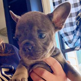 Lilly - Blue fawn female French Bulldog puppy in Fort Oglethorpe, Georgia from Jhuntfrenchies
