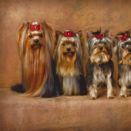 Yorkshire Terriers from TyAva Yorkies
