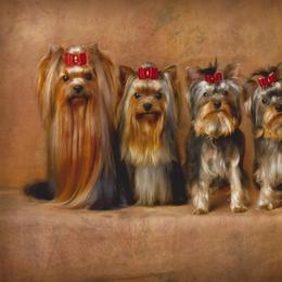 Yorkshire Terriers from TyAva Yorkies