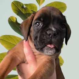 Fawn boy - Fawn male Boxer puppy in Red Boiling Springs, Tennessee from Silver Rain