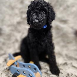 Blue - Black male Poodle puppy in Spartanburg, South Carolina from Taya's Pups