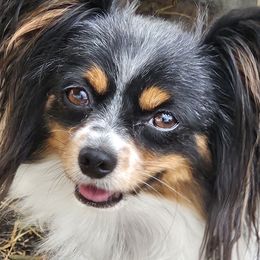 Papillon puppies from Papillon Love