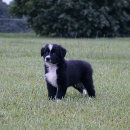 Australian Shepherd Puppies from Crown C Aussies