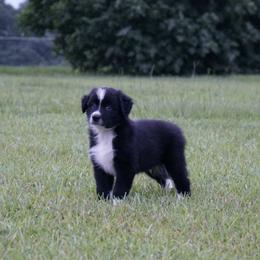 Australian Shepherd Puppies from Crown C Aussies