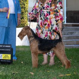 Jazzman - Airedale Terrier