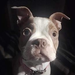Boston Terrier Puppies from Lola’s House of Bostons & Rescue